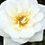 Bílá - Půdopokryvné růže - Kent Cover ®